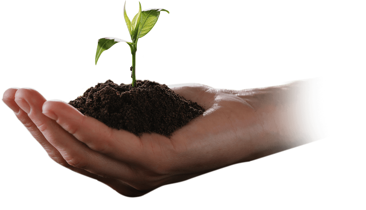 มือถือต้นไม้